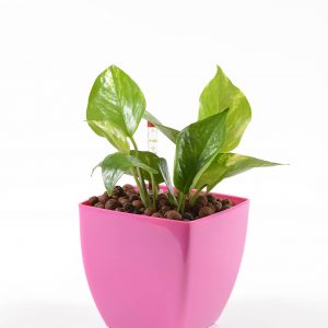 פוטוס ניאון POTHOS NEON בעציץ חכם